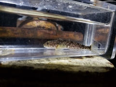 Cottus aleuticus