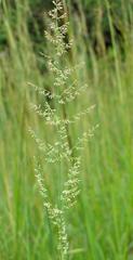Eragrostis gummiflua