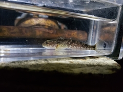 Cottus aleuticus