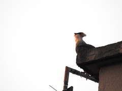 Caracara plancus