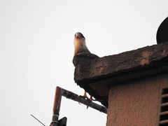 Caracara plancus