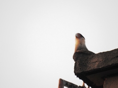 Caracara plancus