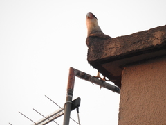 Caracara plancus