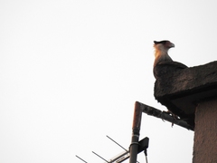 Caracara plancus
