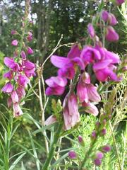 Polygala virgata virgata