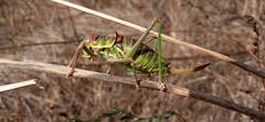 Parasteropleurus perezii