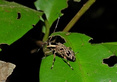 Colobothea macularis