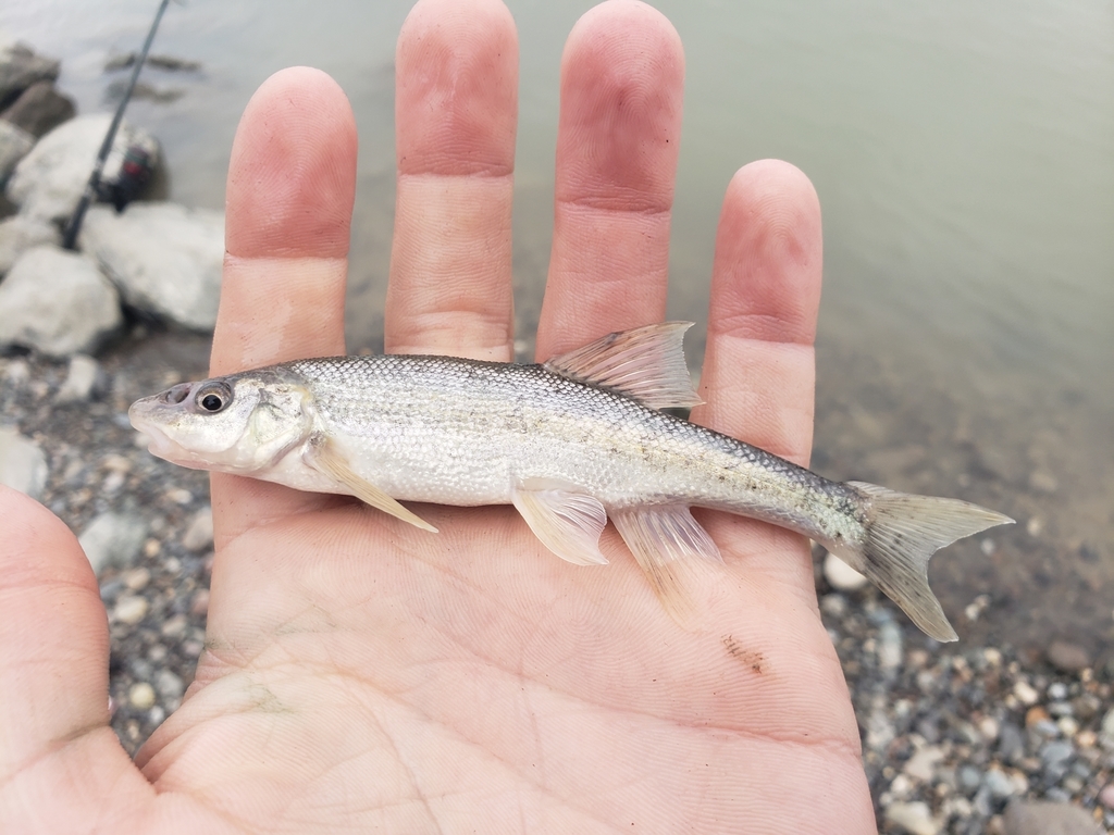 Leopard dace (Rhinichthys falcatus) — Cyprinidae