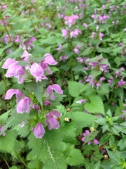 Lamium maculatum