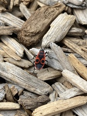Pyrrhocoris apterus