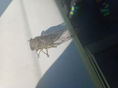 Neotibicen canicularis