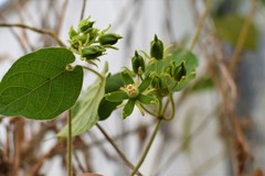 Gonolobus stenosepalus