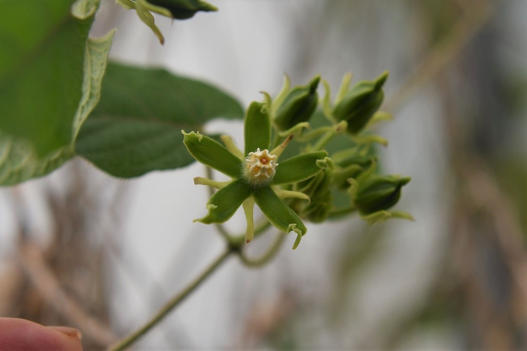 Gonolobus stenosepalus