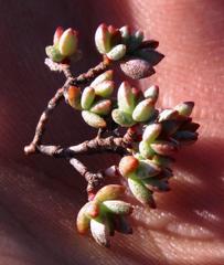 Crassula biplanata