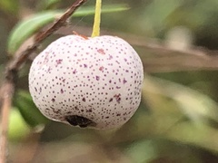 Austromyrtus