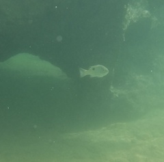 Lutjanus russellii