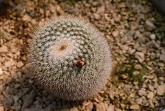 Mammillaria albilanata tegelbergiana
