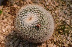 Mammillaria albilanata tegelbergiana