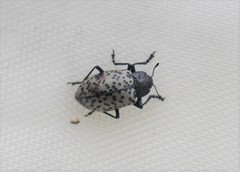 Cypherotylus californicus