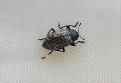 Cypherotylus californicus