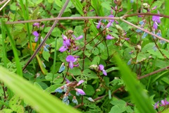 Desmodium pringlei