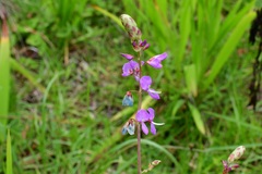Desmodium pringlei