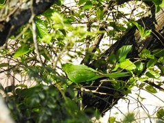 Psittacara leucophthalmus