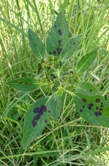 Euphorbia cuphosperma