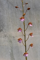 Rhynchostele bictoniensis