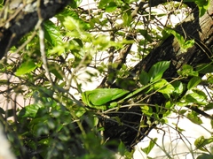 Psittacara leucophthalmus