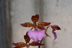 Rhynchostele bictoniensis