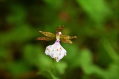 Rhynchostele bictoniensis