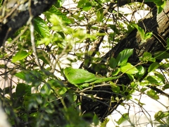 Psittacara leucophthalmus