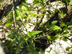 Psittacara leucophthalmus