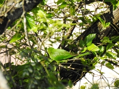 Psittacara leucophthalmus