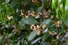 Photinia matudae