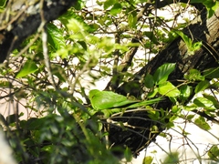 Psittacara leucophthalmus