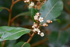 Photinia matudae