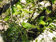 Psittacara leucophthalmus