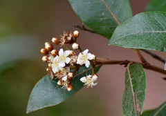 Photinia matudae