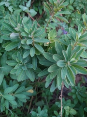 Euphorbia epithymoides