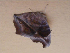 Junonia natalica natalica