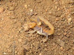 Uroplectes planimanus