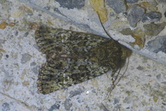 Polymixis lichenea