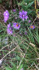 Symphyotrichum novae-angliae