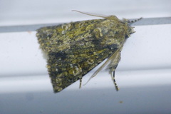 Polymixis lichenea
