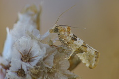 Lobesia littoralis