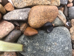 Littorina mandshurica