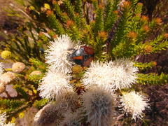 Trichostetha capensis