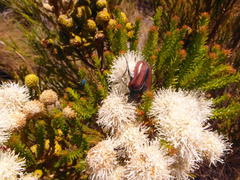 Trichostetha capensis
